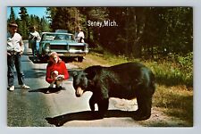 Seney MI-Michigan, Black Bear In The Road, Wildlife, Vintage Postcard picture