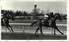 1981 Press Photo Horse racing scene - cvb45788 picture