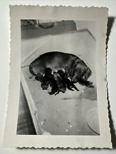 1950s DACHSHUND momma with Litter of PUPPIES Weenie DOG vintage Photo Snapshot picture