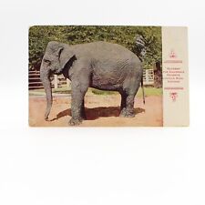 CHICAGO, Illinois IL   ELEPHANT DUCHESS Lincoln Park Zoo  1912 Animal Postcard picture