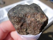 31.9 grams NWA 869 Meteorite ( class L3-6 ) as found individual with a COA picture