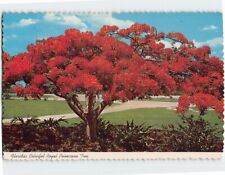 Postcard Florida's Colorful Royal Poinciana Tree USA picture