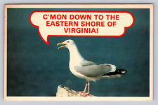 Vintage Eastern Shore of Virginia Bird Sea Gull State Tourism Postcard Greetings picture