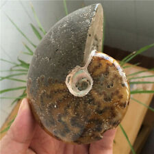 269g RARE Ammonite Fossil Specimen Shell Healing Madagascar #159 picture