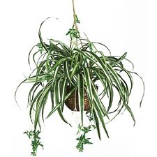 Nearly Natural 6607 Spider Hanging Plant in Basket (6607) picture
