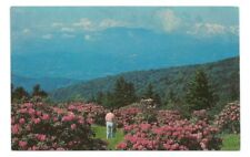 Roan Mt Mountain Postcard Rhododendron Johnson City TN NC  picture