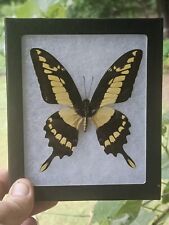 Real King Swallowtail Butterfly  Papilio Thoas Cinyras in 5x6 Riker Mount picture