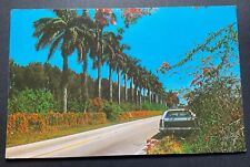 Florida FL Postcard Majestic Royal Palms Posted 1981 picture