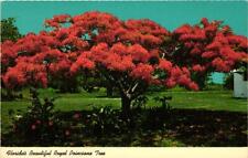 Florida's Beautiful Royal Poinciana Tree Postcard picture