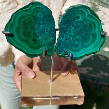 2.41LB Natural crystal Malachite wing Crystal Healing + brackets picture