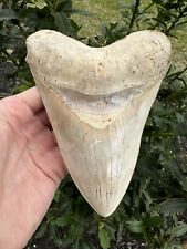 Massive 6.22” Pathological Nearly Perfect Megalodon Shark Tooth Fossil picture