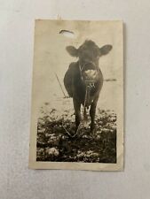c. 1920 Cow Photograph picture