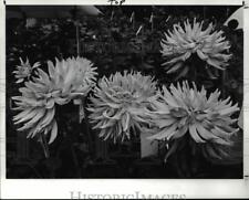 1989 Press Photo Nicholas Kozapa Dalias Flower picture