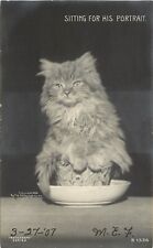 Rotograph Cat RPPC B-1536 Fluffy Kitten in Teacup, Sitting for His Portrait picture