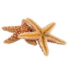Sugar Starfish | 2 Brown Sugar Starfish 5