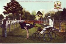 OSTRICH FARM (Driving Ostrich with sulky) JACKSONVILLE, FL.  picture
