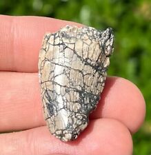 Rare Afrovenator Theropod Dinosaur Tooth 1.25” Niger Megalosaurid Jurassic Age picture