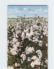 Postcard A Field of Cotton picture