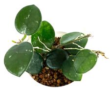 Succulent Plant--Hoya Mathilde Splash-- ROOTED CUTTINGS in 3 oz Cup picture