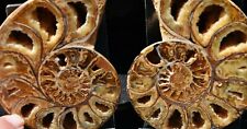 Cut Split Pair RARE ANAPUZOSIA Ammonite D-shaped LARGE 3.9