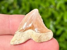 Indonesian Fossil Snaggletooth Sharks Tooth Hemipristis Megalodon Age Indonesia picture