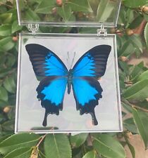 Enhance home decor with natural and rare butterfly specimens  picture