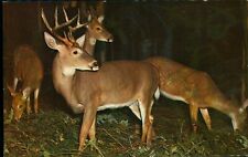 Deer Herd often seen in Spring and summer, Butler, PA postcard picture