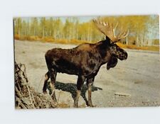 Postcard Bull Moose Animal Scene USA North America picture