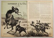 1949 Magazine Picture Wild Dogs in Africa Attack a Koodoo Buck by Carl Burger picture