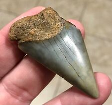 BEAUTIFULLY GRAND - S.W.FL.LAND FIND - 2.36” x 1.37” Mako Shark Tooth Fossil picture