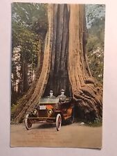 The Big Hollow Tree Stanley Park Vancouver  Postcard picture