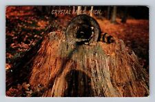 Crystal Falls MI-Michigan, Racoon On A Tree Stump, Vintage c1961 Postcard picture