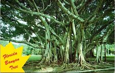 Florida Banyan Tree Koppel Color Cards Vintage Unposted Postcard picture