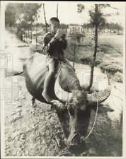 1969 Press Photo A North Vietnamese youngster rides a water buffalo to school picture