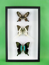 3 real beautiful and huge butterflies in the XXl showcase - single piece - 06 picture