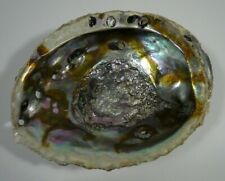 Abalone Half Shell 6