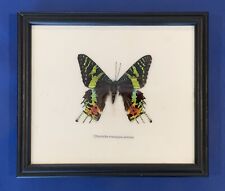 Madagascan Sunset Moth (Chrysiridia Rhipheus) Butterfly VTG framed 7”x 8” picture