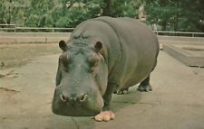  Vtg Postcard A River Hippo Native Of Africa The Cincinnati Zoo  picture