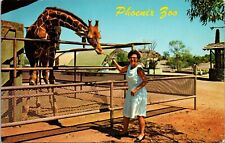 Postcard Phoenix, Arizona Zoo - Treat For The Tall Giraffe picture