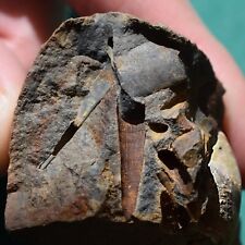 Tentaculites Fossil from Bolivia Devonian picture