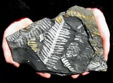 EXTINCTIONS- NICE, LARGE DETAILED MULTIPLE PLATE OF WHITE FERN FROND FOSSILS picture