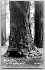 Burl Growth Giant Redwood Highway CA California RPPC Photo Postcard Zan 1930s picture
