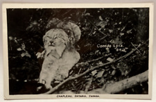 RPPC Canada Lynx, Chapleau, Ontario, Canada, Vintage Animal Real Photo Postcard picture