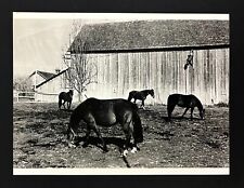 1982 Issaquah Washington Pickering Farms Horse Breeding Mares VTG Press Photo picture