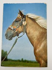 Vintage horse postcard bridal White Maine unposted picture