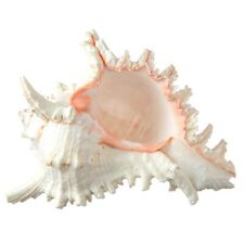 Murex Ramosus Shell | 1 Large Murex Seashell 6-7