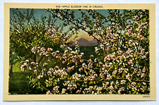 Apple Blossom Time in Virginia VA Floral Mountain Vintage Linen Postcard picture