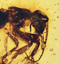 Detailed Gryllotalpa (Cricket), Fossil inclusion in Burmese Amber picture