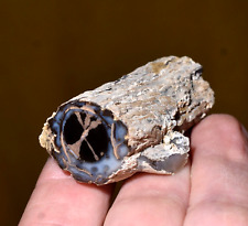 Agatized Petrified 2 Faces Polished Eocene Wood Limb Branch Eden Valley, Wyoming picture