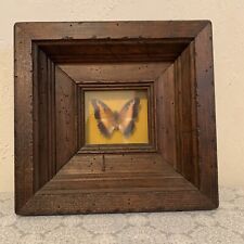 Vintage Butterfly Pollux Taxadermy Square Wooden Frame Origin Africa picture